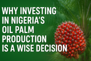 Why Investing in Nigeria’s Oil Palm Production Is a Wise Decision